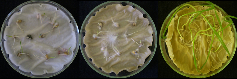 Trichoderma atroviride