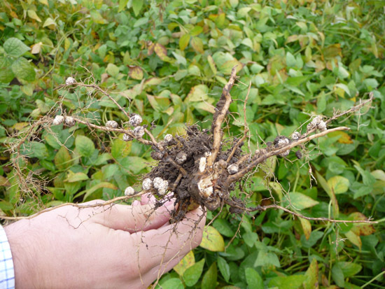 Szója gyökére AZORHIZ-zel