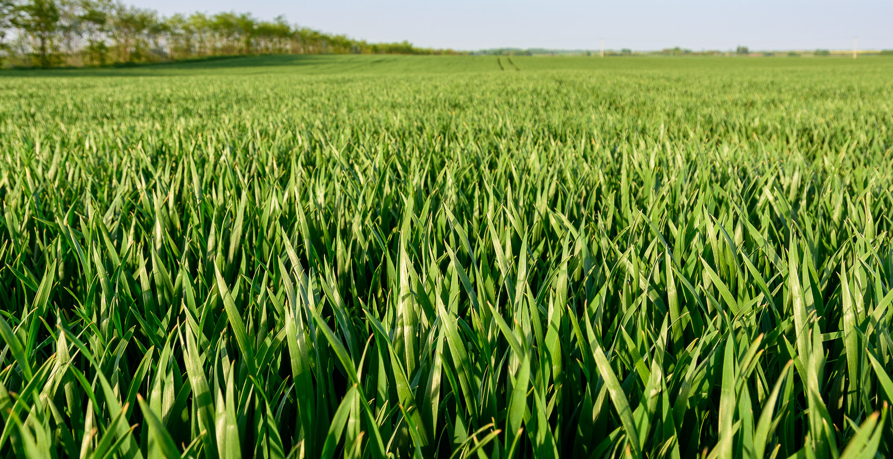 AZOTER-L levél-baktériumtrágya búzán