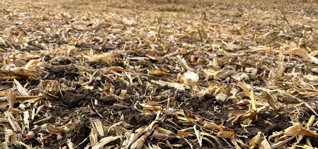 Kukoricatarló bontása AZOTER-F baktériumtrágyával
