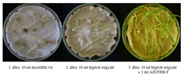 AZOTER-F és a Trichoderma atroviride átütő hatása