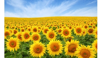 Napraforgó: hároméves kísérlet igazolta az AZOTER hatékonyságát